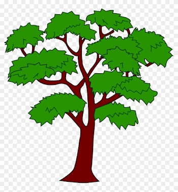 Clipart Mahogany Tree - Mahogany Tree Of Belize