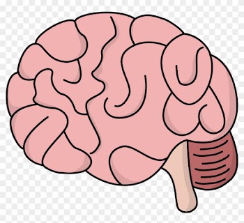 Clipart Of Brain Clip Art Of Brain Clipart - Drawing Of Cartoon Brain