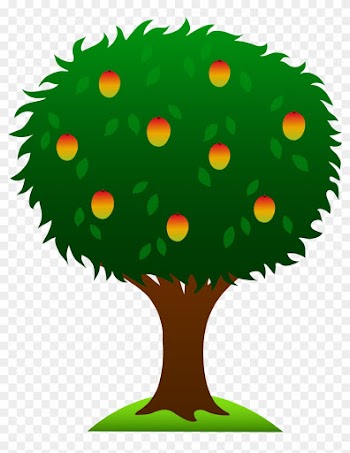 Clipart Of Mango Tree With Ripe Fruits Free Clip Art - Drawing Of Mango Tree