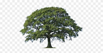 Clipart Of Oak Tree Bark Live Oak Tree Clipart Png - Oak Trees Clip Art