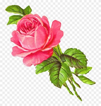 Clipart Of Rose Download - Rose Rose Illustration Png