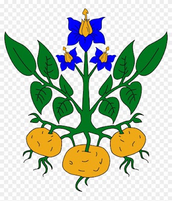 Clipart Parts Of A Plant Clipart Plant Part Clipart - Potato Plant Clipart