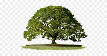 Clipart Png Top Tree - Tree Png Top