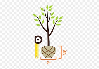 Clipart Root Ball Treebaltimore Measure The - Digging A Hole For Tree