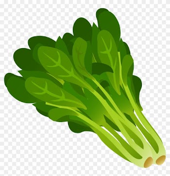 Clipart - Spinach Clipart