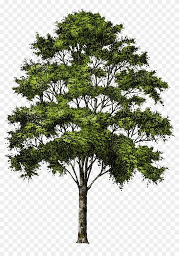 Clipart Tree Collection Png - Trees Png Free Download