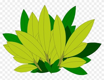 Clipart Tree Leaf Foliage Leaves Pencil And In Color - Tree