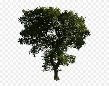 Clipart Tree Png Download - Tree For Photoshop Png