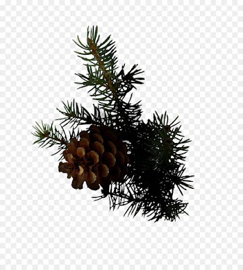 Clive Christian, Spruce, Conifer Cone, Sugar Pine, Columbian Spruce PNG