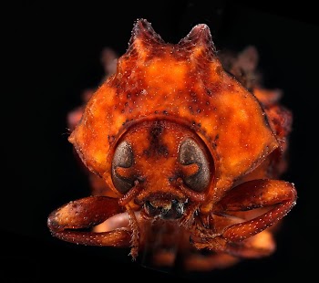 Cloaked warty leaf beetles, Chlamisus. | Free Photo - rawpixel