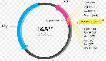 Cloning vector TA cloning Ligation - vector 