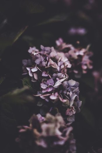 close-0up photography of purple petaled flowers
