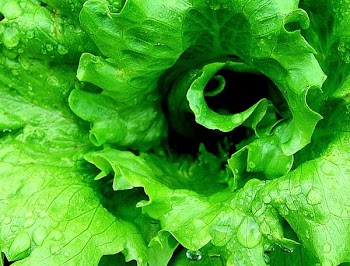 close_lettuce.jpg