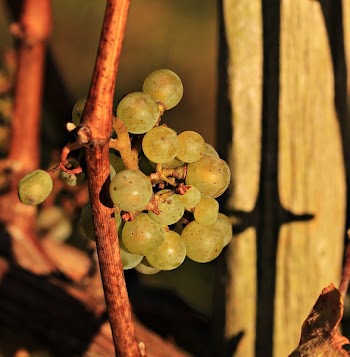 Close Photo of Grapes