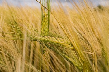 Close Photo Of Paddy Plant