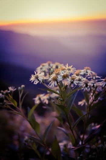 close photo of white flowers