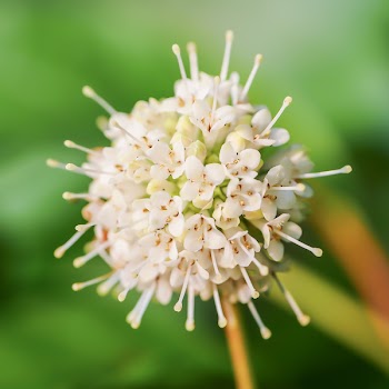 Close-photo of White Petaled Flower