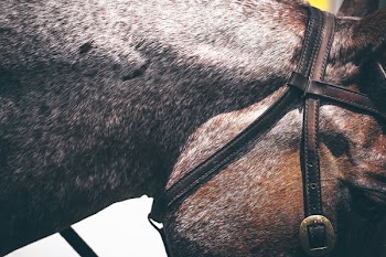 close photography of brown horse