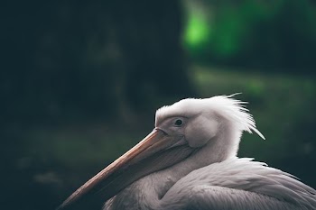 close photography of white long-peaked bird