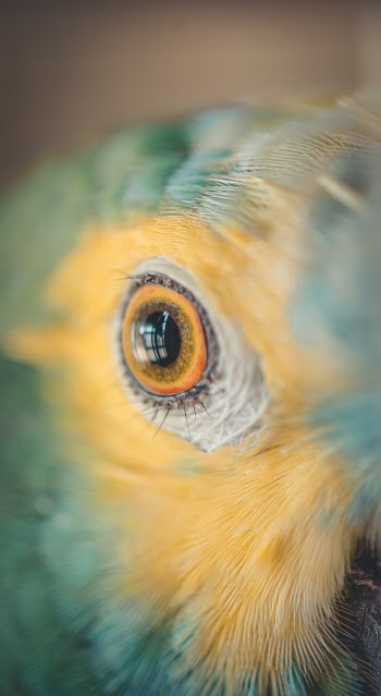 Close Shot of Bird's Eye