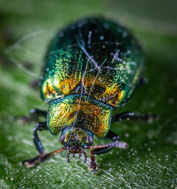 Close Shot of Green and Yellow Beetle