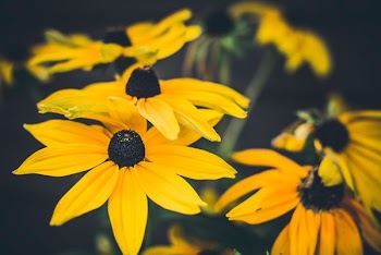 close shot of yellow flowers