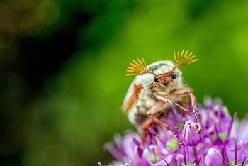 Close-up and Selective Focus Photography of White and Red Insect on Flower