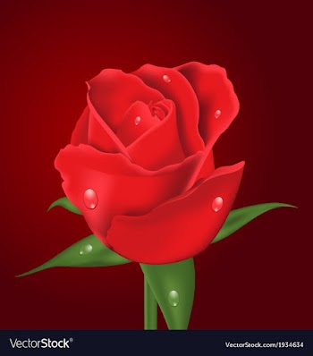  					Close-up beautiful realistic rose on red vector image														