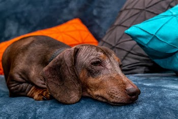 Close-up Brown Dachshund Laying Down on Blue Couch