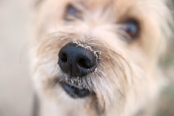 Close up dog nose. Free | Free Photo - rawpixel