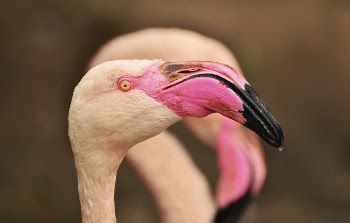 Close up flamingo head. Free | Free Photo - rawpixel