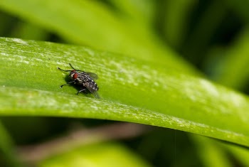 Close Up Focus Photo of a Grey and Black Fly on Green Leaf