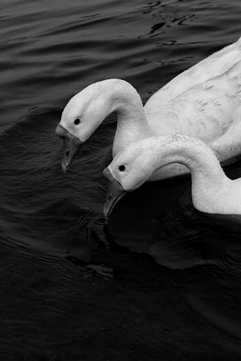 Close-up Grayscale Photo of Two Swans on Water