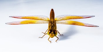 Close Up Image of Red Yellow Black and Brown Dragonfly