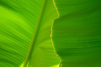 Close-up of a banana palm tree leaf