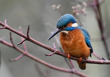 Close-up Of A Blue and Brown Bird Perched On A Branch