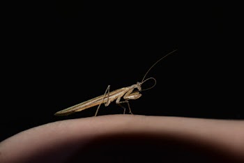 Close-up Of A Brown Mantis
