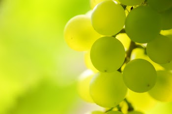Close-up of a bunch of grapes on grapevine in vineyard. Shallow DOF.