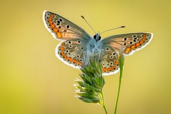 Close-up of a Colorful Butterfly on Green Grass