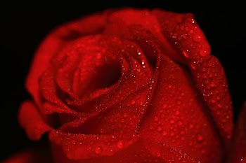 Close-Up of a Dew Drops on Red Rose Petals