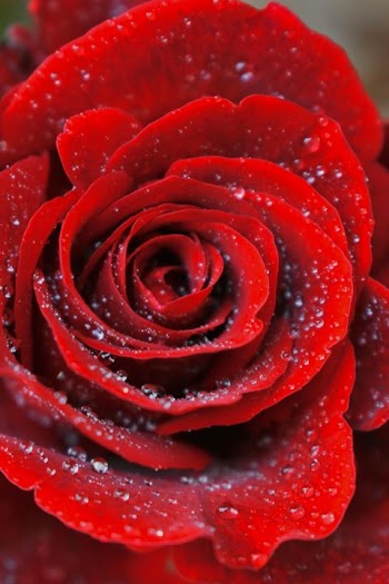 Close-Up of a Dew-Kissed Red Rose