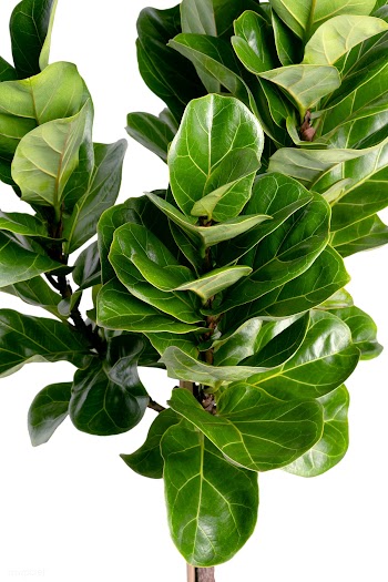 Close up of a Fiddle-leaf fig plant on white background | Free  photo - 2229459