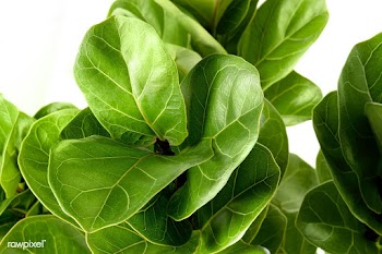 Close up of a Fiddle-leaf fig plant on white background | Free  photo - 2230181