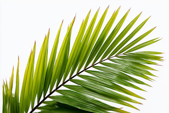 Close-Up of a Fresh Green Palm Frond