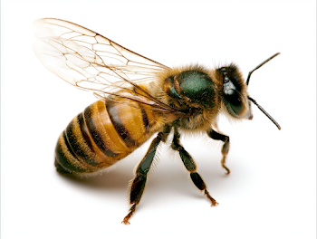 Close-up of a Honeybee on White Background