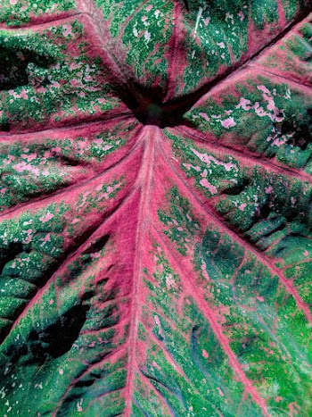 Close-up of a Leaf