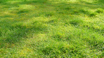 Close-Up of a Lush Green Lawn in Soft Sunlight