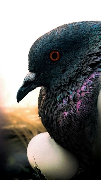 Close-Up of a Pigeon Nesting with Eggs