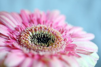 Close up of a pink Gerber daisy