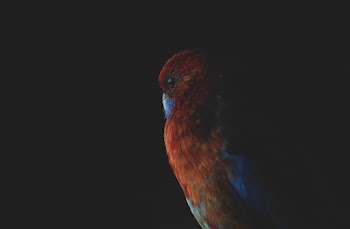 Close-up Of A Red And Blue Feathered Bird